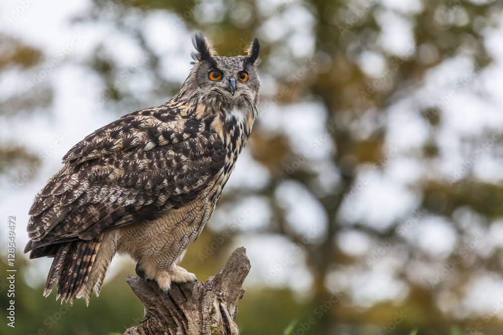 Obraz premium European Eagle Owl