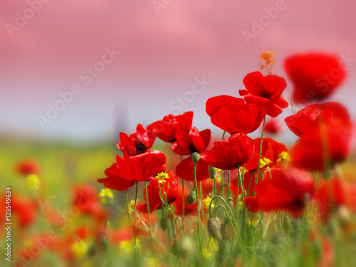 Field of poppies on a sunset