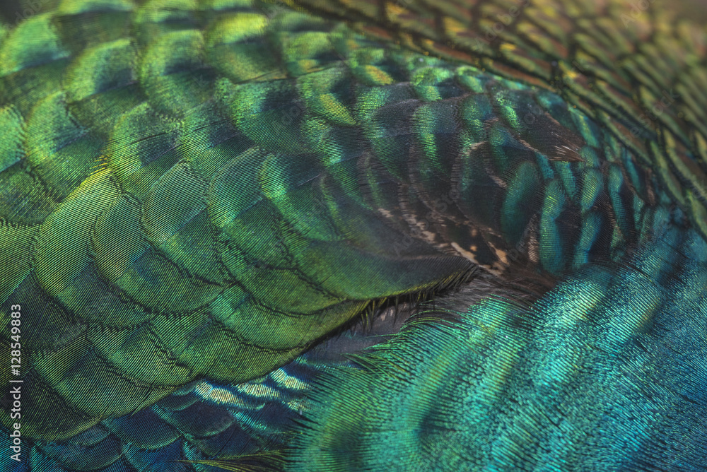 Fototapeta close-up peacock feathers