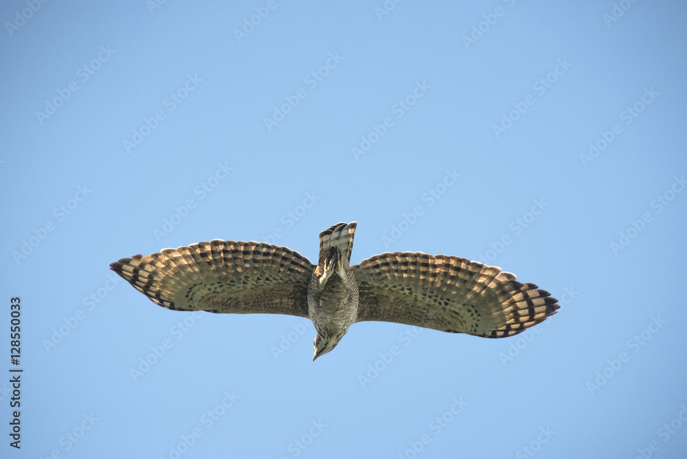 Fototapeta premium Mountain Hawk Eagle (Spizaetus nipalensis orientalis)