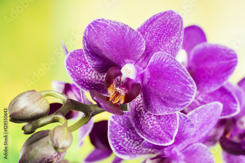 Flowers - Orchidea  Orchid