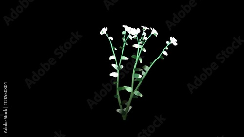 Wallpaper Mural Large Daisy Flower + Luma Channel Torontodigital.ca