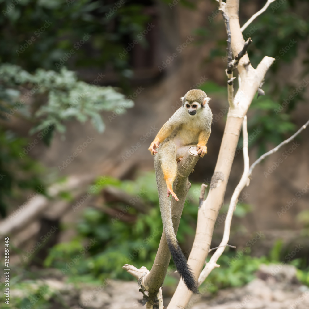 Obraz premium Saimir monkey sitting on tree and looking