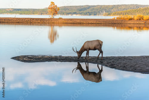 Young Elk Reflected in Lake photo