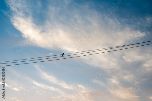 Silhouette of single bird sitting on power line