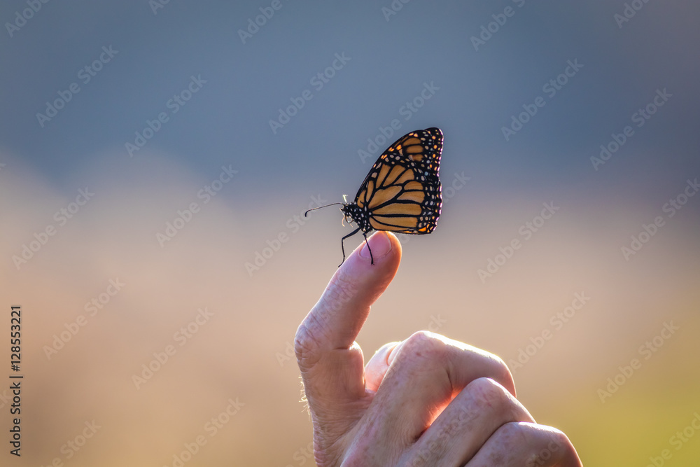 Fototapeta premium Viceroy Butterfly (Limenitis archippus) looks like the Monarch and is seen perched on a fingertip with beautiful blue and pastel background