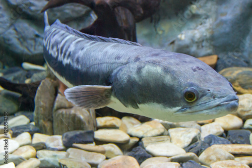 Giant snakehead photo