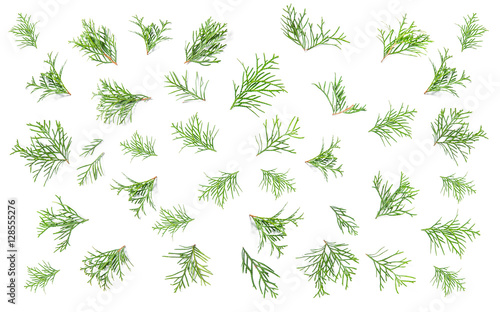 Floral flat lay background Coniferous branches Minimalistic