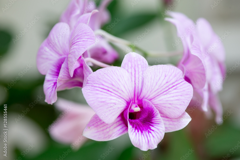 Close-up detail on a stem with multiple purple orchids, with shallow depth of focus, Thailand. Nature and travel concept. Close-up detail on a stem with multiple purple orchids, with shallow depth of focus, Thailand. Nature and travel concept.