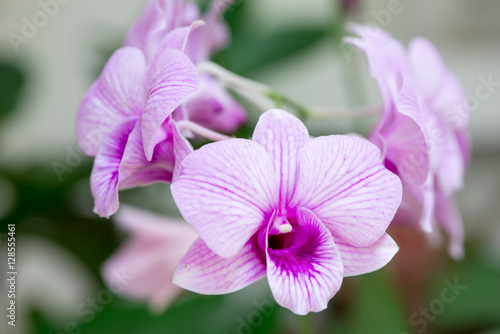 Close-up detail on a stem with multiple purple orchids, with shallow depth of focus, Thailand. Nature and travel concept.