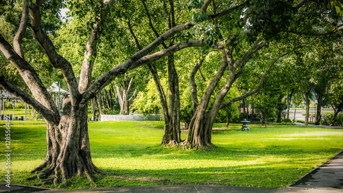 Green Park with Tree and Lawn Background