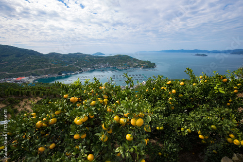 みかんの段々畑と海（愛媛県八幡浜川上）