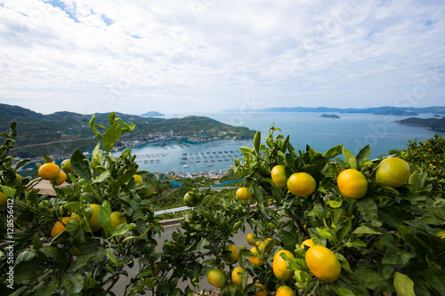 みかんの段々畑と海（愛媛県八幡浜川上）