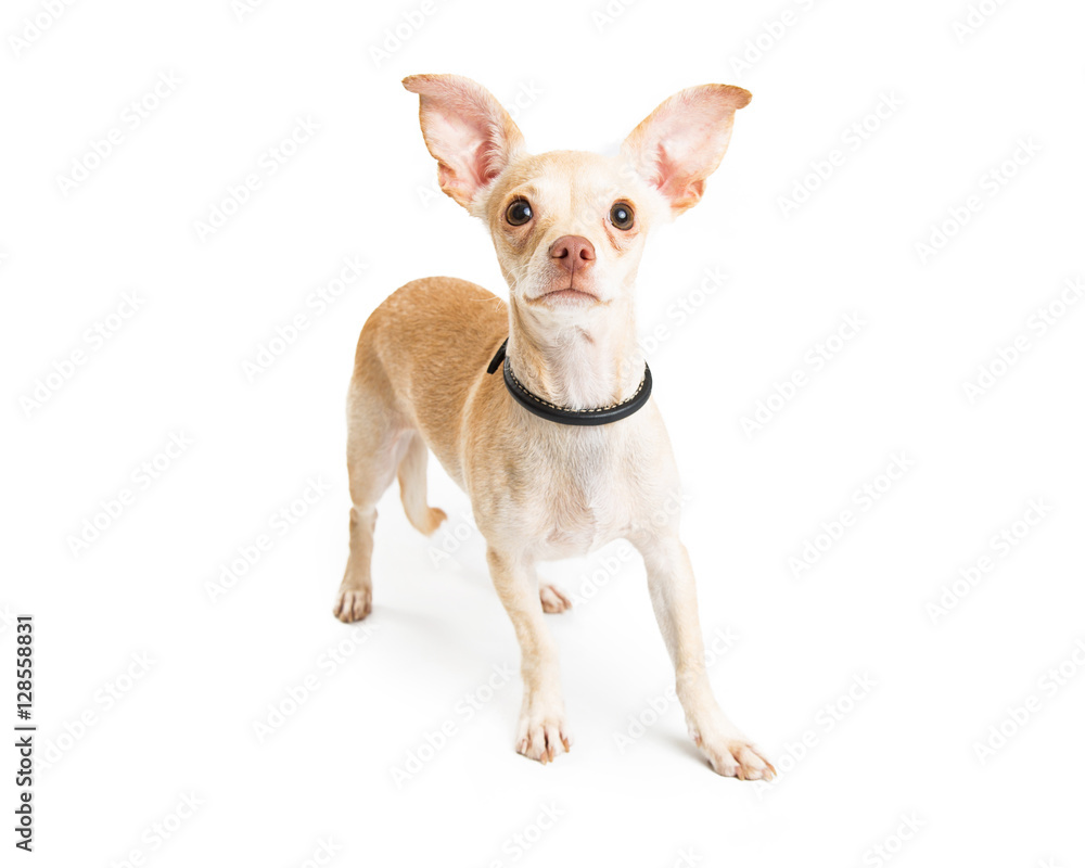 Chihuahua Dog Big Ears Over White
