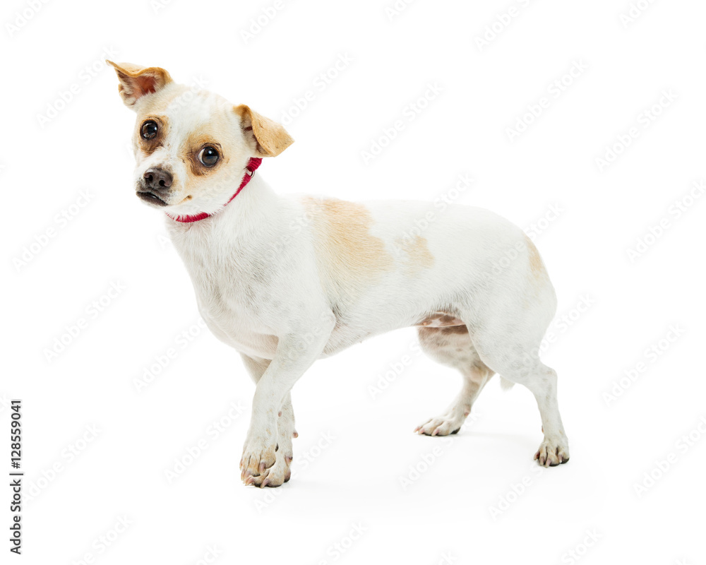 Cute Shy Chihuahua Crossbreed Dog
