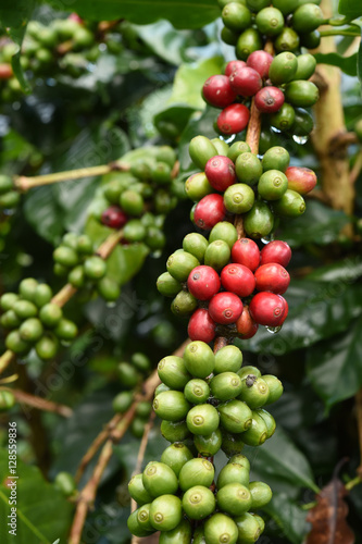 Coffee beans ripening on a tree.