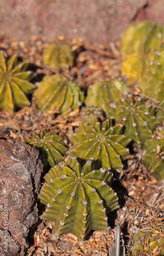 Desert garden where X Echinobivia White Knight cactus grows photo