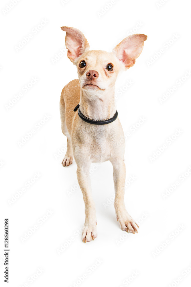 Young Tan Color Chihuahua Dog