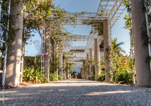 Rose garden trellis path with rose vines and a stone walkway photo