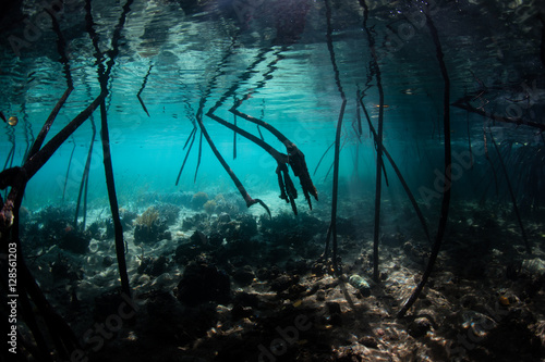 Mangrove Prop Roots Underwater in Indonesia