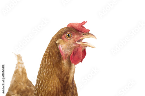 close up head of chicken hen isolate white background