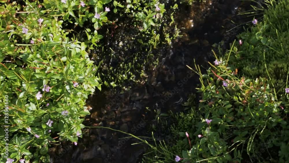 Beautiful flowers on the banks of creek Spokoiny stock footage video Beautiful flowers on the banks of creek Spokoiny stock footage video