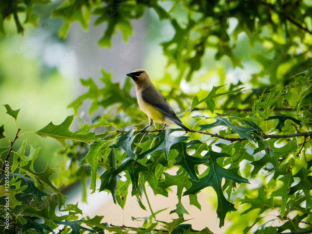 Cedar Waxwing on tree branch in summer Cedar Waxwing on tree branch in summer