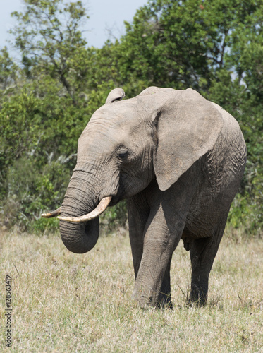 African Elephant walking towards the camera with its trunk curled. Photographed in natural light in Kenya Africa. 