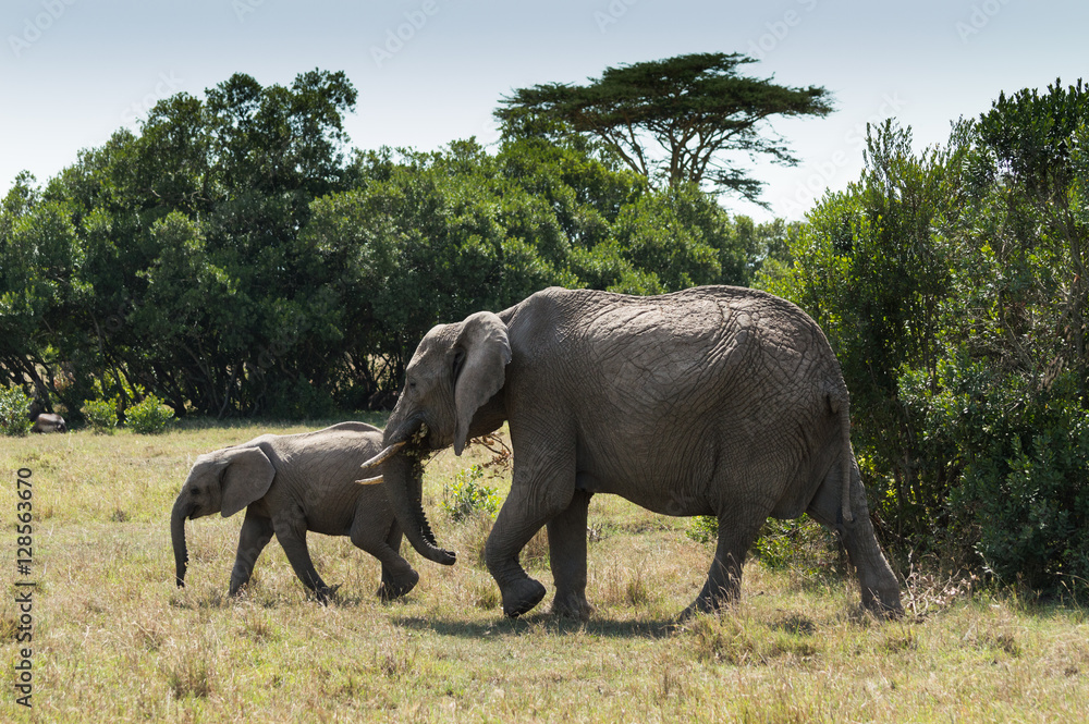 Naklejka premium Mother and Baby African elephants walking to e left through a grassy meadow. Photographed in natural light in Kenya Africa. 