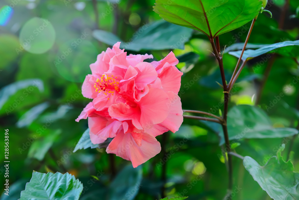Hibiscus Hibiscus