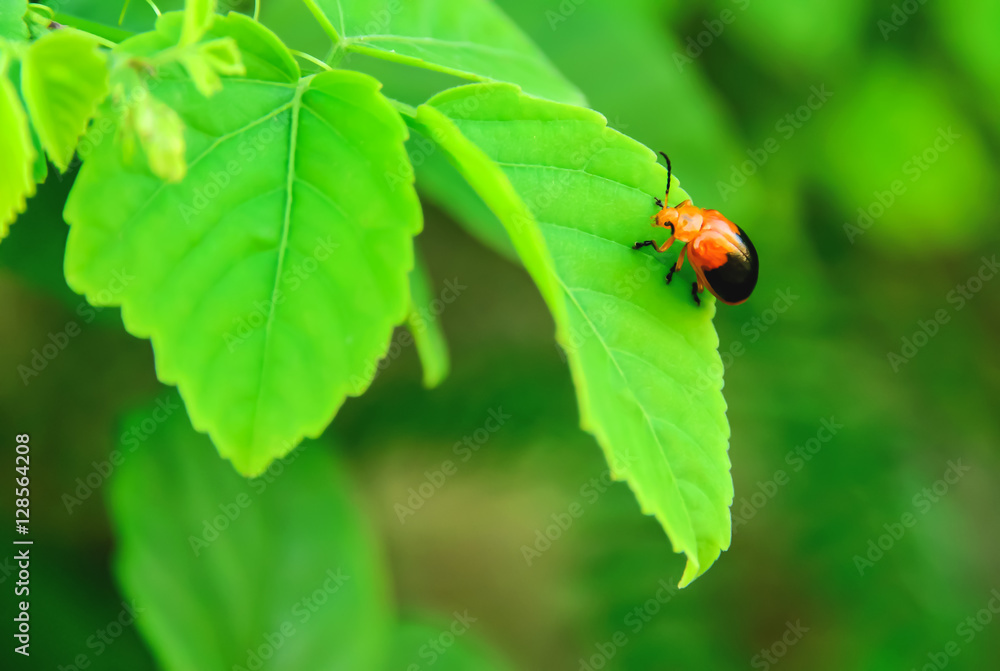 Ladybug Ladybug