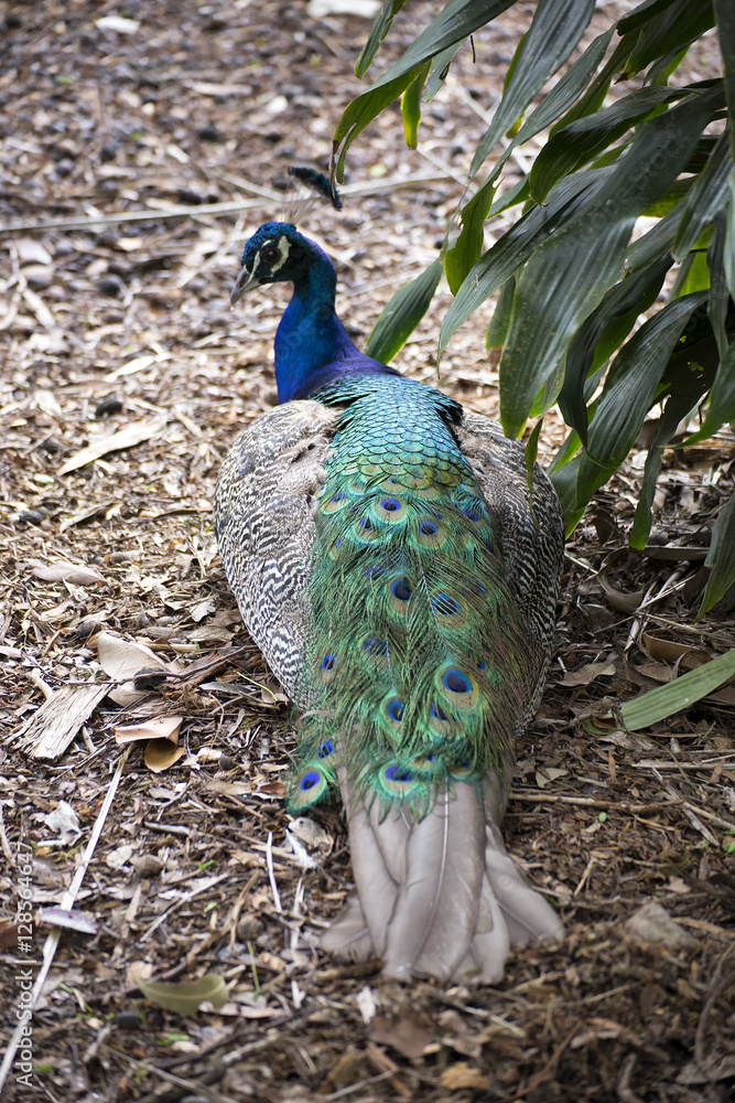 Naklejka premium Peacock resting in leaf litter