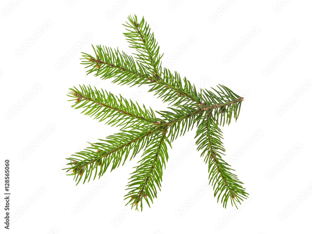 Fir tree branch isolated on a white background