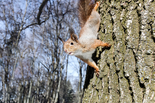 curious squirrel sitting on tree trunk in search of quick meal © Mr Twister