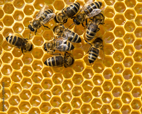  bees on honeycells © liskam