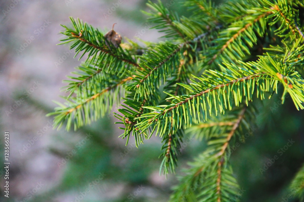 Green spruce needles on a branches 