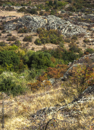 trees and bushes at canyon photo