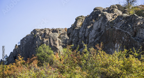 trees and bushes at canyon