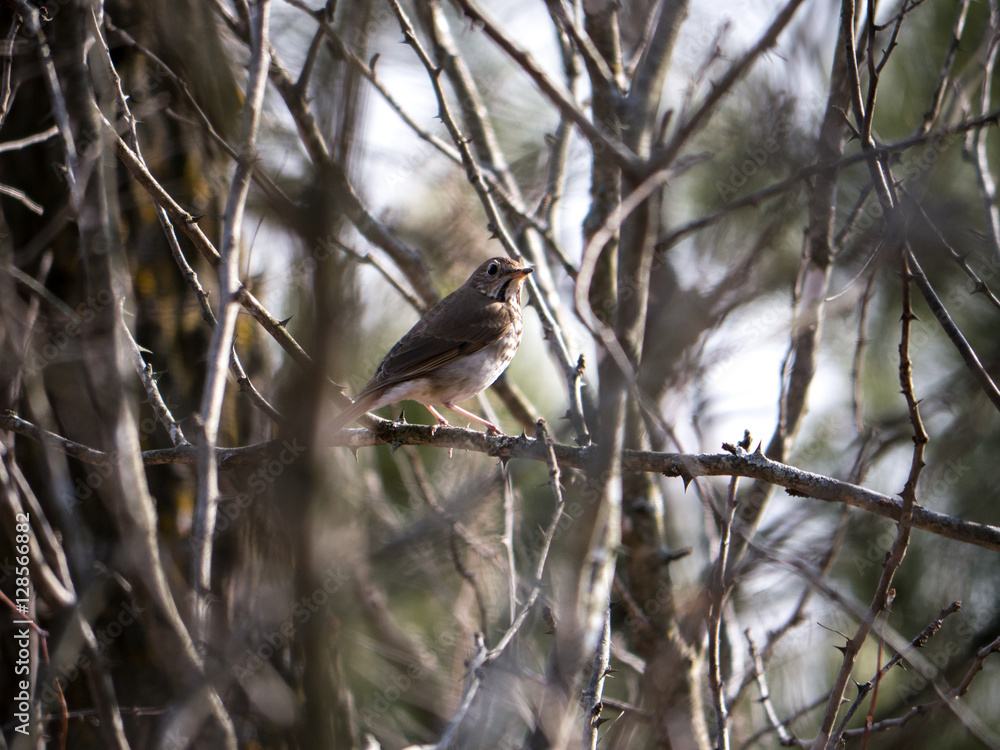 Hermit Thrush among branches in spring Hermit Thrush among branches in spring