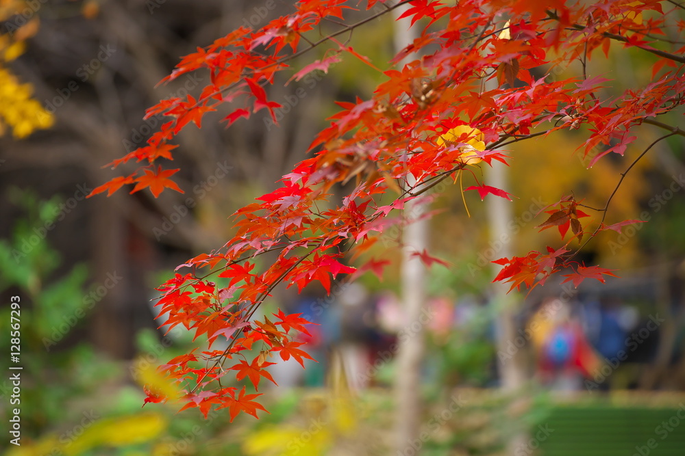 紅葉 紅葉