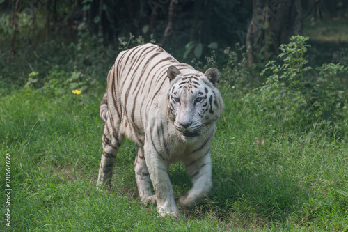Fototapeta Naklejka Na Ścianę i Meble -  White Indian tiger walks through an open grassland at a tiger reserve in India. These species of Bengal tigers are considered endangered and measures are being taken to preserve these creatures.