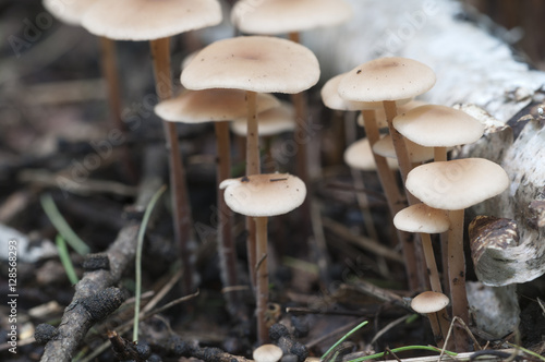 Mushrooms Gymnopus confluens