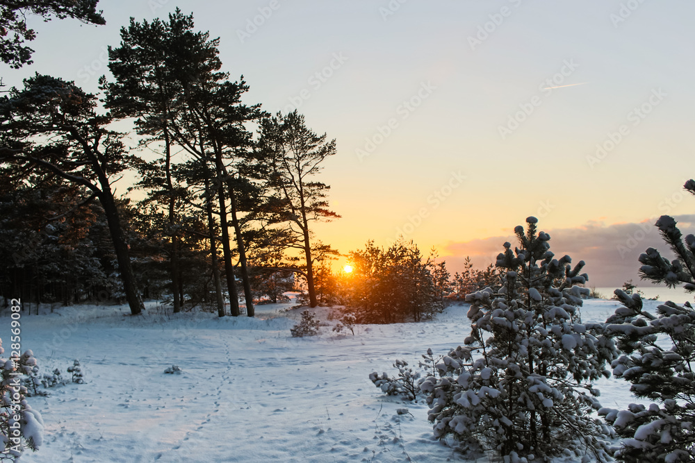 The rays of the sun in the winter pine forest at the Baltic sea