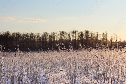 Reed in sunset light, winter landscape