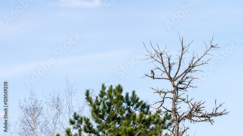 Eastern Bluebird on dead tree branch
