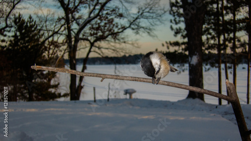 Black-capped Chickadee eating nut in winter on branch