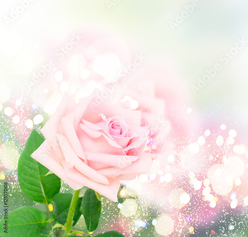 Fototapeta Naklejka Na Ścianę i Meble -  Pink blooming rose bud in rose garden with lights bokeh