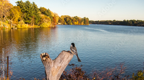 Black-capped Chickadee overlooking lake photo
