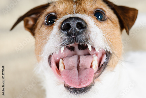 Foto Dog snout with open mouth and pink healthy tongue