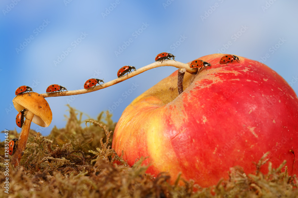 Fototapeta premium closeup many little ladybugs moves on a branch from mushroom on Apple on sky background . Animal humor. the concept of movement or migration